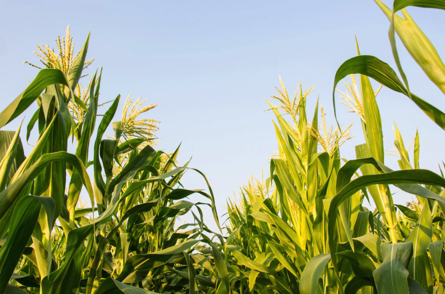 roadblocks_to_smart_farming